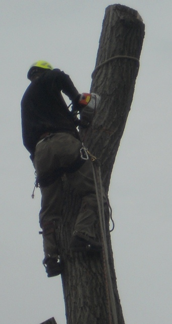 Green Bay Tree Service