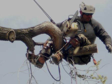 Tree Trimming