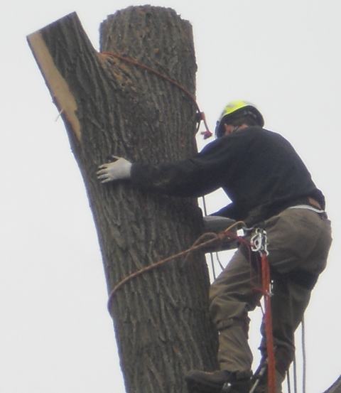 Oshkosh Tree Service