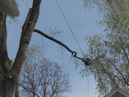 Tree Removal