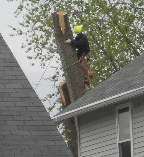 Appleton Tree Service